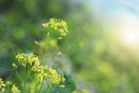 油菜花与蜜蜂背景图片