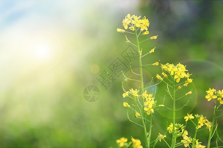 百蜜花油菜花设计图片