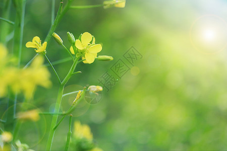 花与雨水湿润春天油菜花背景设计图片