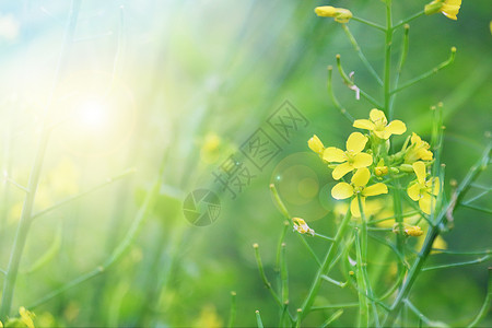 干锅菜花油菜花设计图片