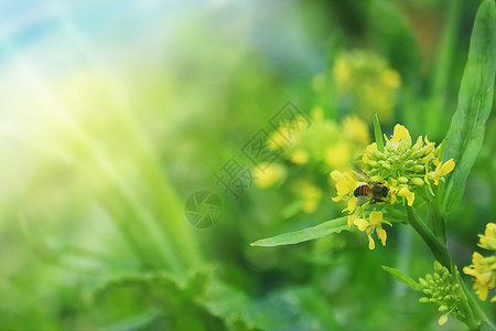 黄色菜花油菜花田里的蜜蜂设计图片