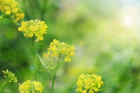 春天里的油菜花背景图片