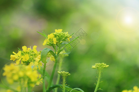 油菜花黄色菜花高清图片