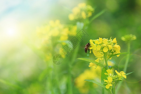 黄色草甸花勤劳的蜜蜂设计图片