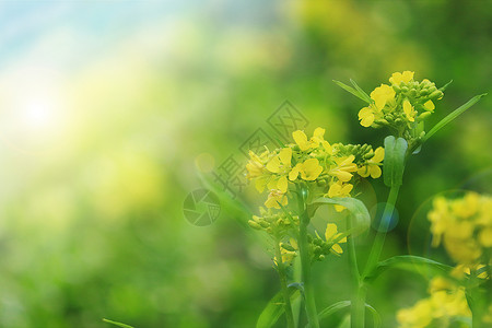 花意盎然春季油菜花设计图片