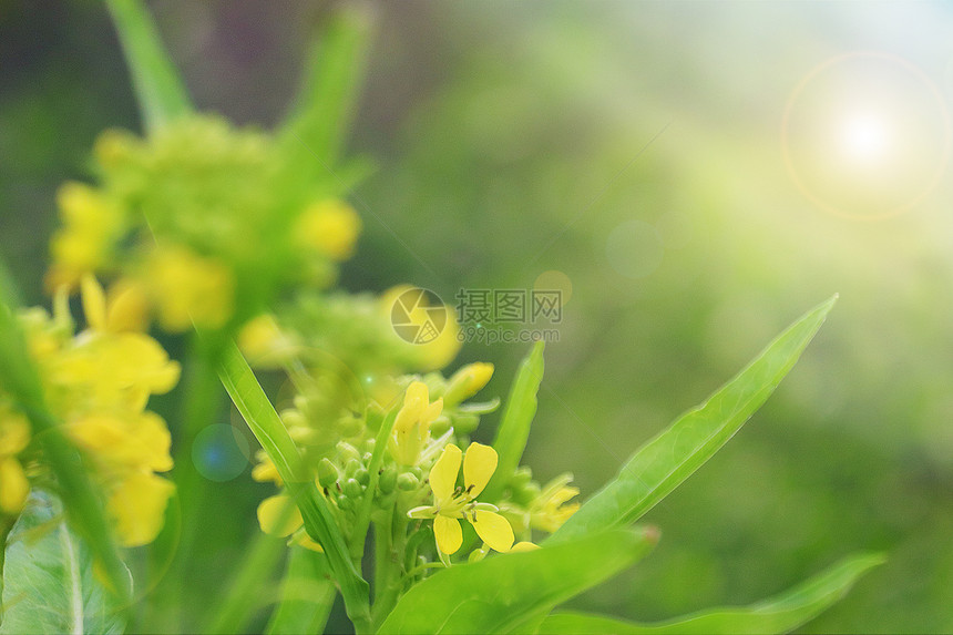 春季油菜花图片