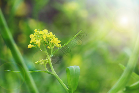 春天的油菜花图片