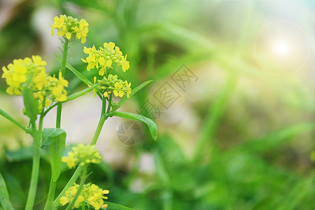 春天里的油菜花设计图片