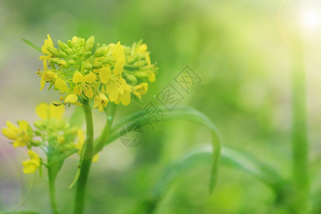 春天的油菜花背景图片