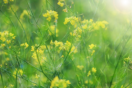 春天油菜花背景图片