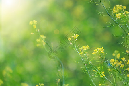 春天里的油菜花设计图片