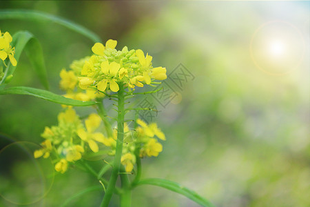 春天的油菜花背景图片