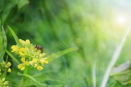 油菜蜜勤劳的蜜蜂设计图片