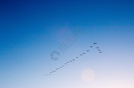 天空中的鸟群背景图片