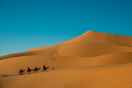 动物运输沙漠中前进的驼队背景