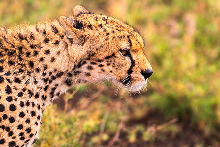 非洲猎豹特写高清图片