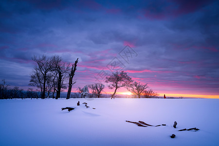 冬天的枯树冬天雪景风光背景