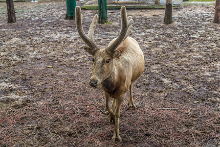 麋鹿特写动物园大麋鹿高清图片