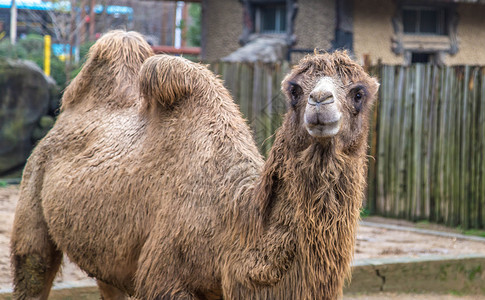 骆驼动物园骆驼高清图片