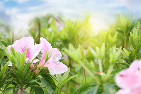 杜鹃花盛开春天花朵背景设计图片