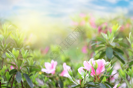 花开海上梅花园春天花朵背景设计图片