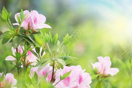 花开海上梅花园美丽的杜鹃花设计图片