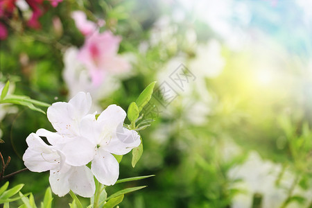 花开海上梅花园白色杜鹃花设计图片