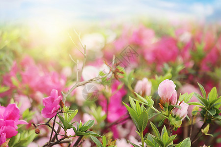 观赏灌木盛开春天花朵背景设计图片