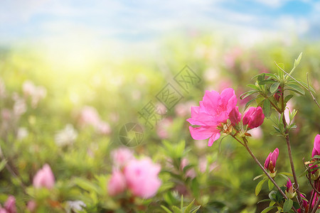 桃红色花朵美丽的杜鹃花设计图片
