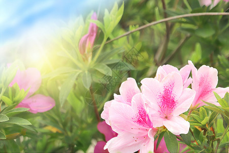 粉白色仿真花朵美丽的杜鹃花设计图片