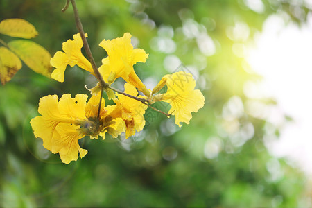 黄色树枝花朵黄花风铃木设计图片