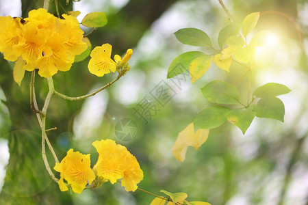 春暖花开红花风铃木高清图片