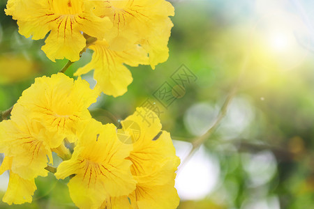 黄金风铃木春季花朵设计图片