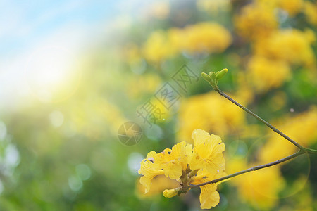 黄色树枝花朵春天花开设计图片