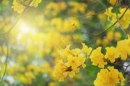 绿色数木黄花风铃木设计图片