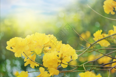 黄色树枝花朵春天花开设计图片