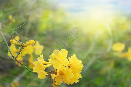 黄色盛开小野花黄花风铃木背景设计图片