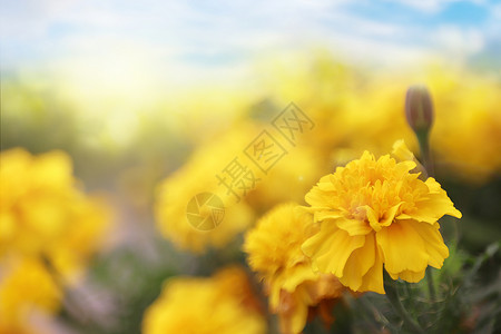 黄色金盏花春天花朵背景设计图片