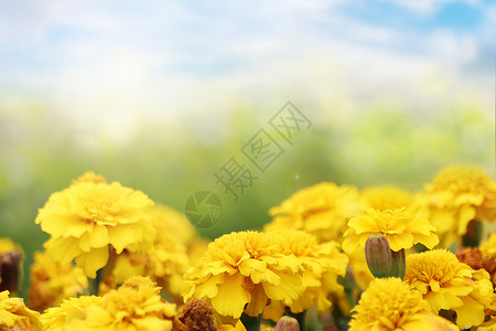 春天花开黄色暖阳高清图片