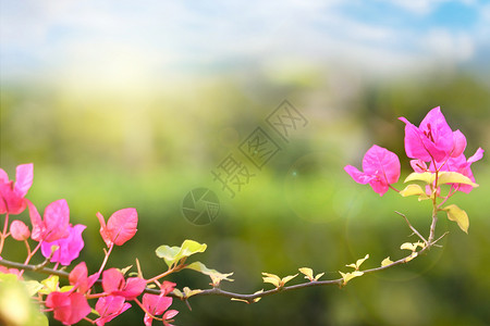 三摄春季花朵背景设计图片