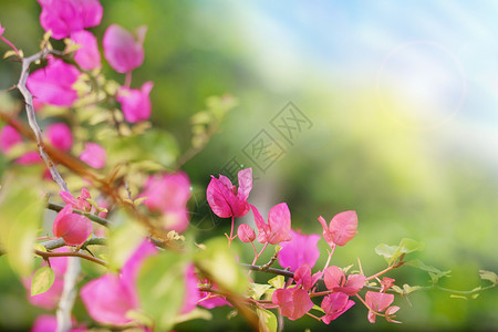 春暖花开美好高清图片素材