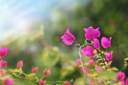 深紫色三角梅春天花朵背景设计图片