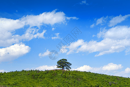 绿色草原背景图片