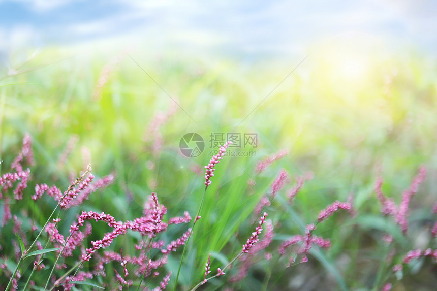 春天野花背景图片
