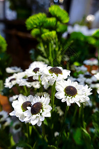 春季开放的小甘菊背景图片