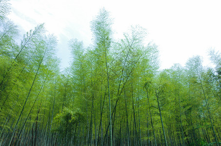 竹树被风吹动的竹林背景