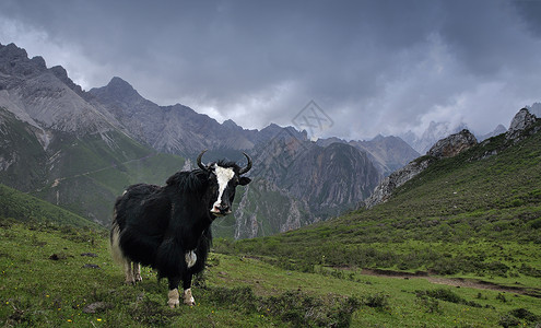 高山之巅站在山顶虎视眈眈的牦牛背景