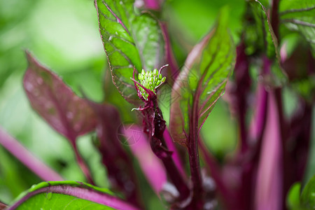 菜园里生长旺盛的蔬菜红菜薹高清图片