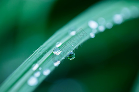 下雨后的露珠高清图片