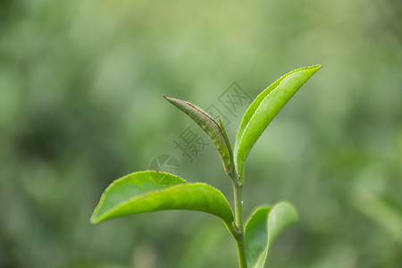 立春发芽正在发芽的茶树背景